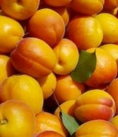 Harglow Apricot Tree