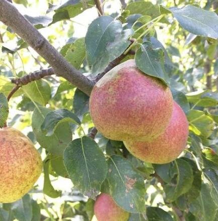 Summercrisp European Pear Tree