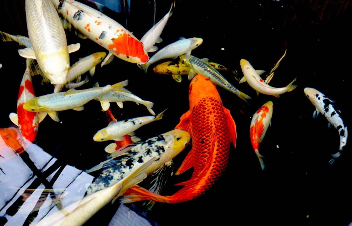 Koi fish in pond