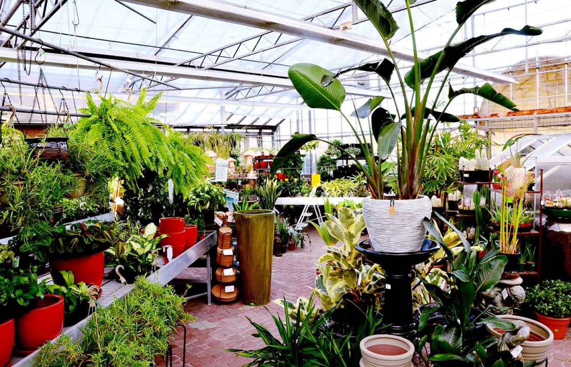 Plants in our greenhouse