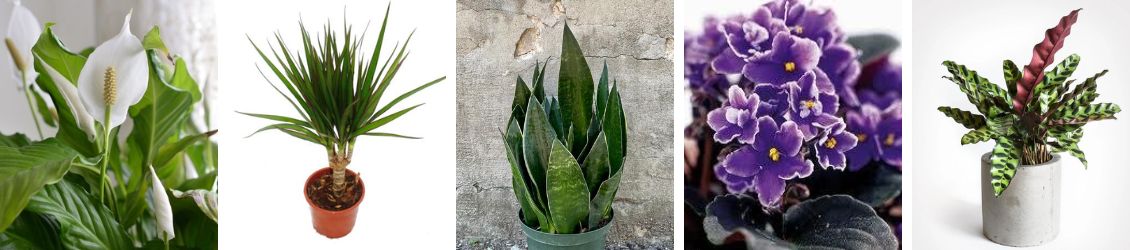 Indoor tropical plants