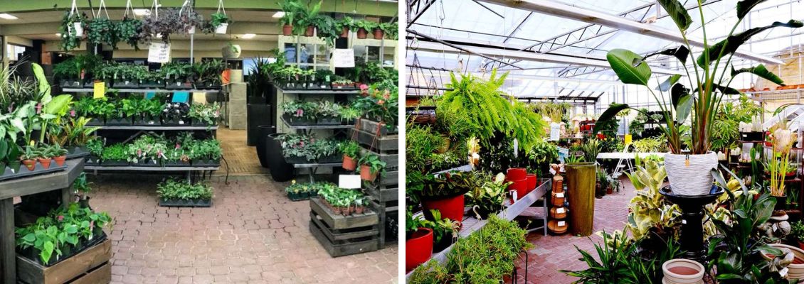 Indoor tropical plants