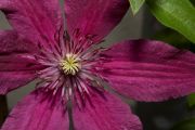Year-round clematis Year-round clematis