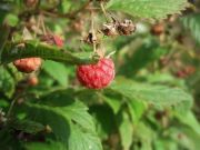 Autumn berries Autumn berries