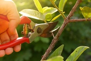 How to Choose the Right Pruning Shear? How to Choose the Right Pruning Shear?