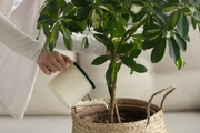 How to Feed Your Tropical Plants? How to Feed Your Tropical Plants?