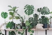 How to Find the Perfect Spot for Your Tropical Plant? How to Find the Perfect Spot for Your Tropical Plant?