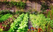 How to Start Your Own Veggie Garden? How to Start Your Own Veggie Garden?