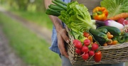 Tips and Tricks to Level Up Your Vegetable Garden Tips and Tricks to Level Up Your Vegetable Garden