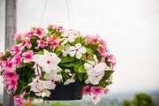 Tips to Keep Your Flowering Plants Healthy All Season Long