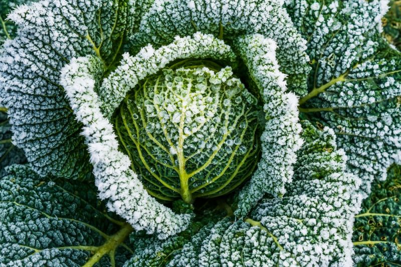 15 Garden Tips for November