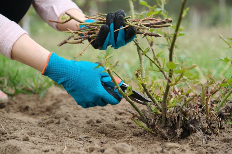 15 Gardening Tips for February