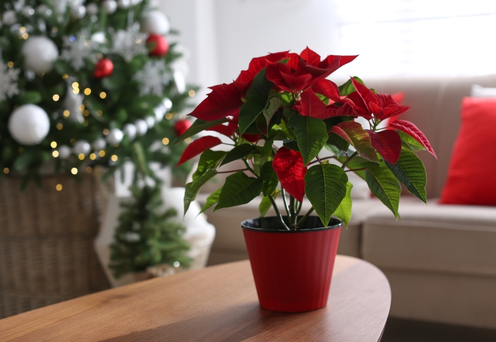 4 Great Indoor Plants for Christmas Flowers Triple Tree Nurseryland
