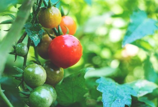 4 tips to grow tasty tomatoes