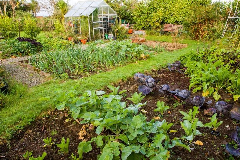 5 easy vegetables to grow in containers