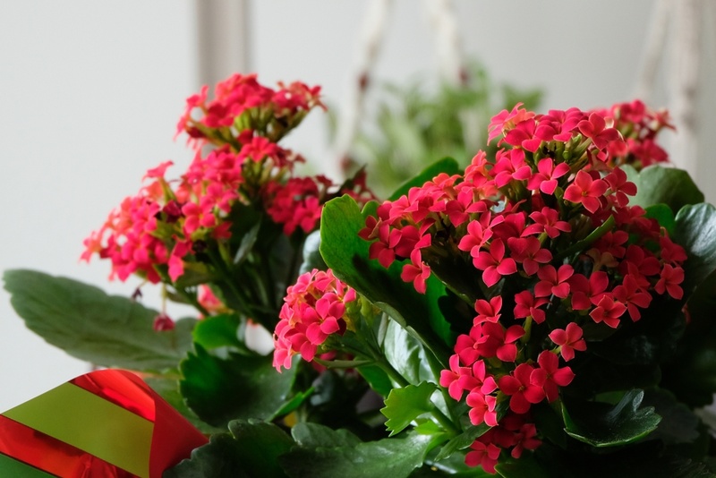 5 Popular Flowering Christmas Houseplants