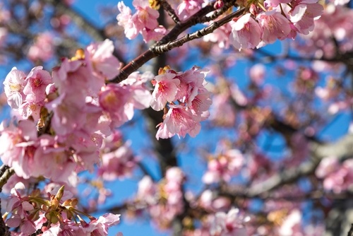 6 Fantastic Flowering Cherry Trees and How to Grow them