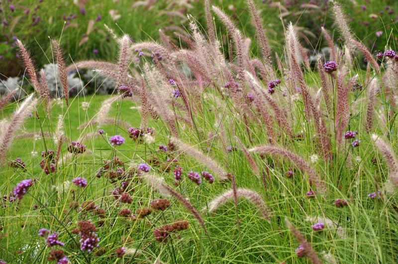 8 Great Ornamental Grasses to Grow