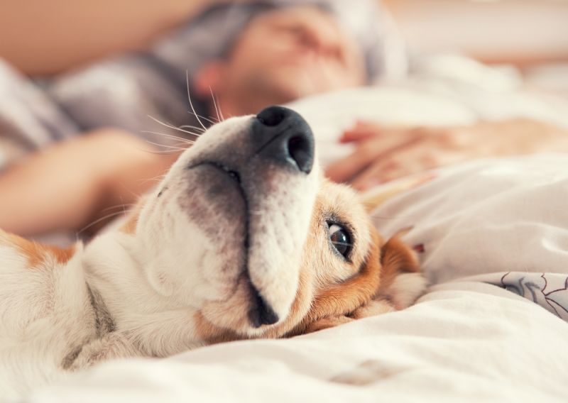 Allergies Caused by Pets