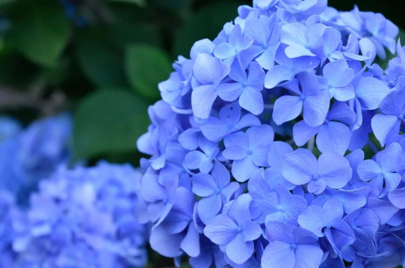 Avoid These Hydrangea Care mistakes