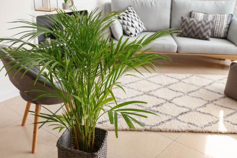 Banish the Post-Christmas Blues With a House Plant