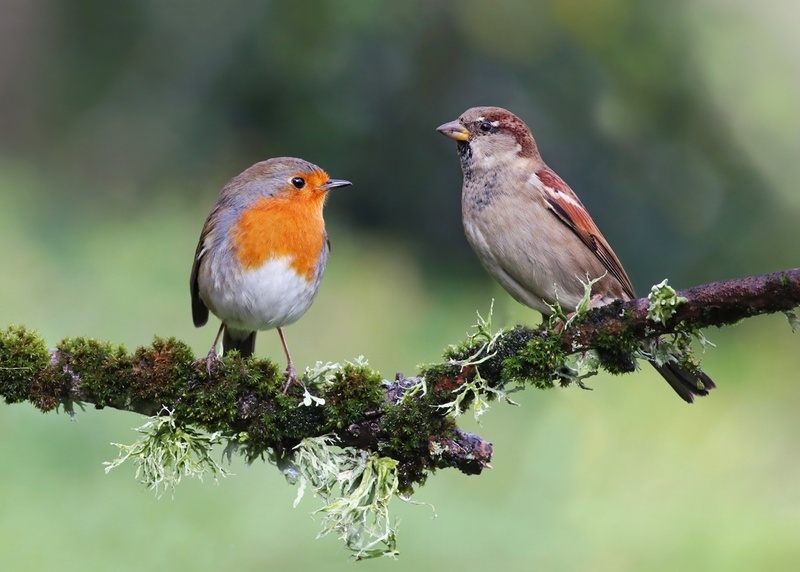 Design a Bird-Friendly Garden