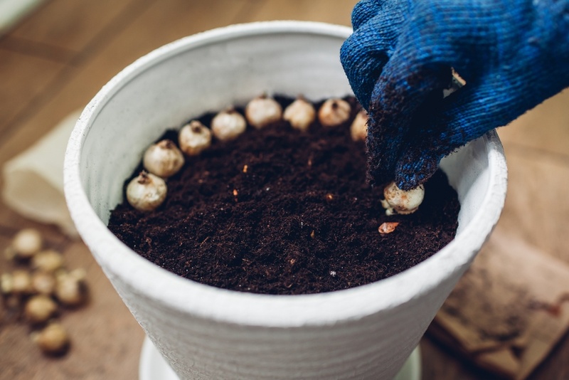 Fall Gardening