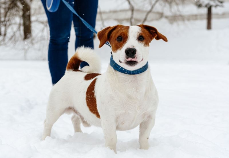 Get Into Walk Your Dog Month This January