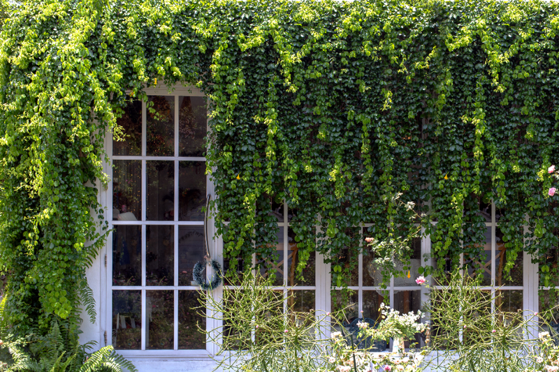 Get rid of Ivy for good