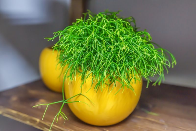 Get the Most Out of Your Rhipsalis