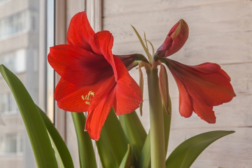 Growing Amaryllis Bulbs Triple Tree Nurseryland