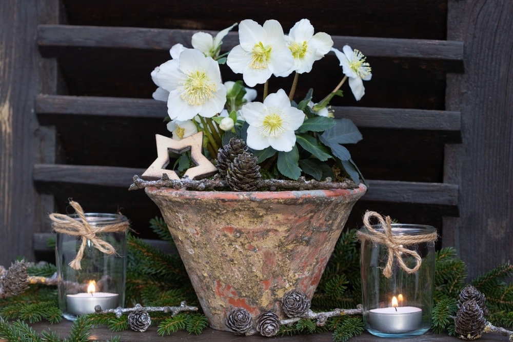 Hellebore: the Christmas Rose - Triple Tree Nurseryland
