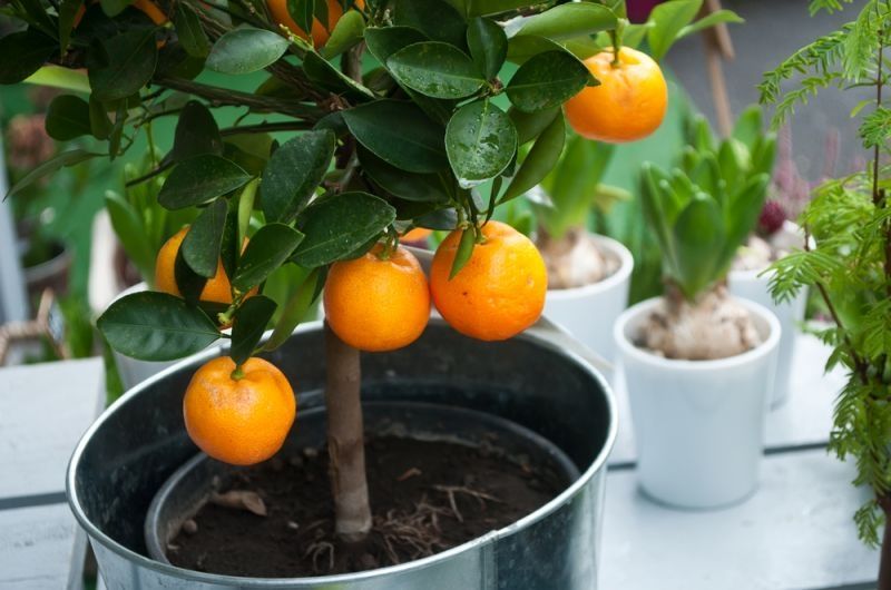 How to care for citrus trees