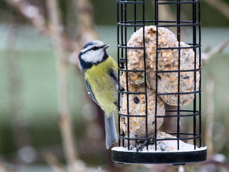 How to Care for Garden Birds in Winter