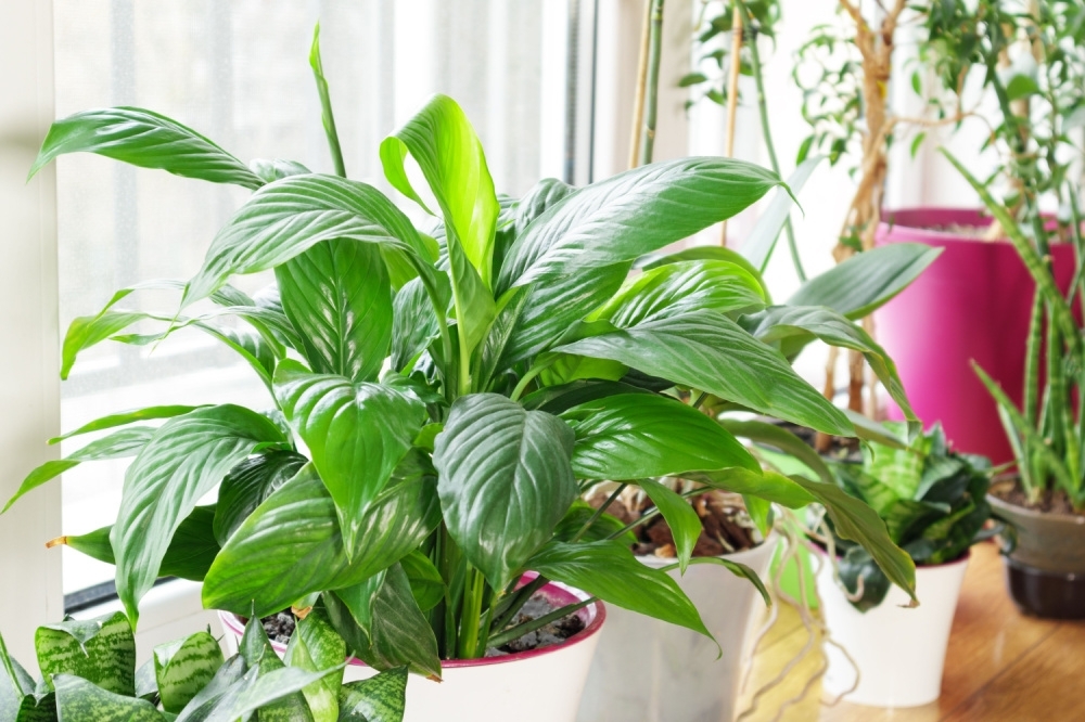 How to Clean Your Houseplants Triple Tree Nurseryland