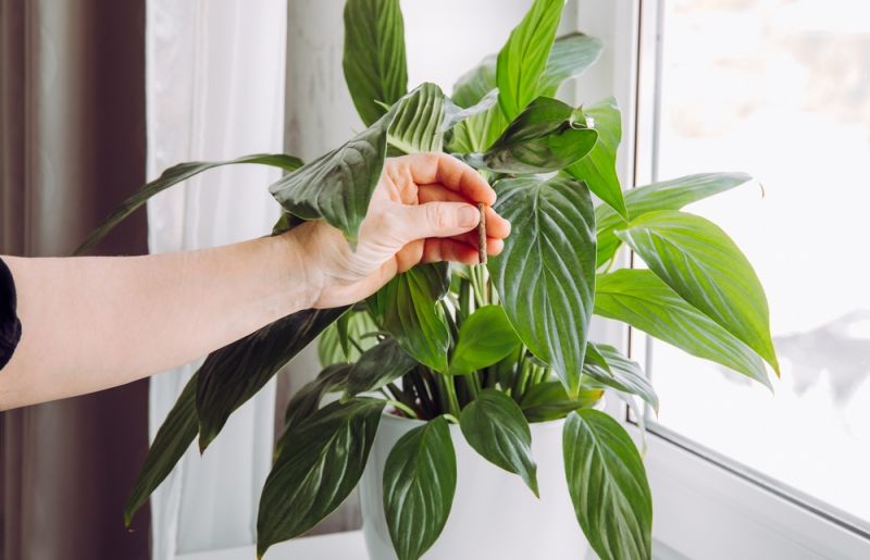 How to Feed Your Houseplants