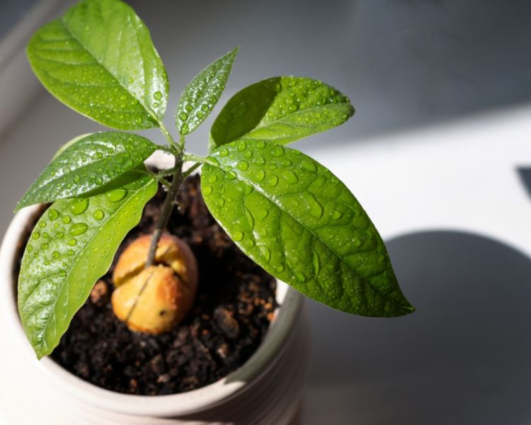 How to Grow an Avocado as a Houseplant