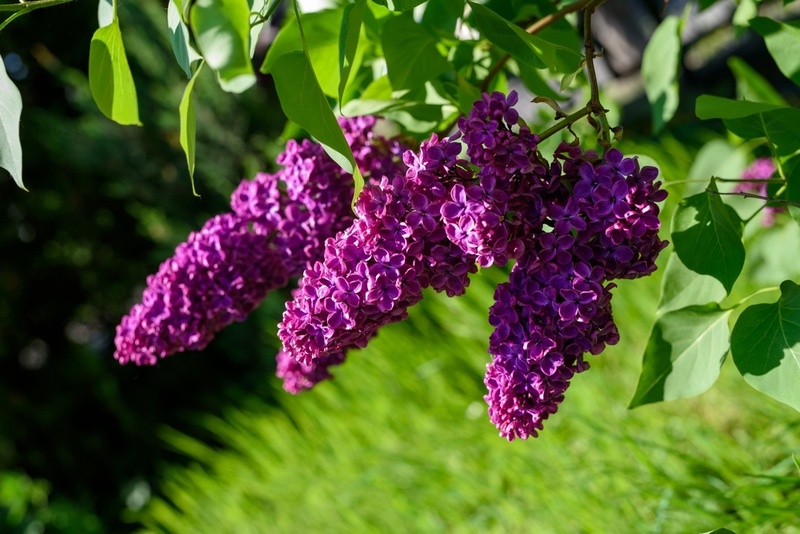 How to Grow and Care for Lilacs