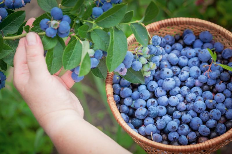 How to Grow Blueberries