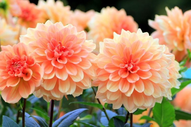 How to grow dahlias - Triple Tree Nurseryland