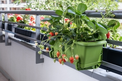 How to Grow Fruit on Your Balcony