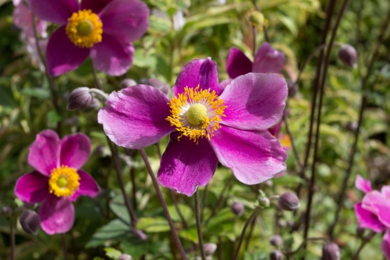 How to Grow Japanese Anemones
