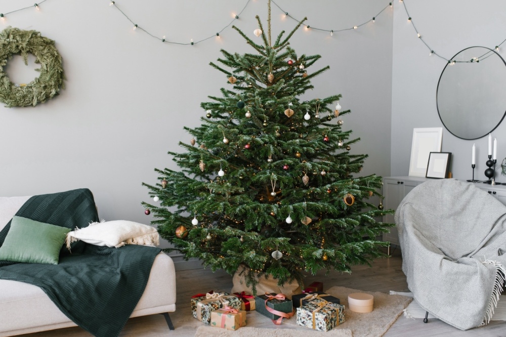 How to Look After a real Christmas tree Triple Tree Nurseryland