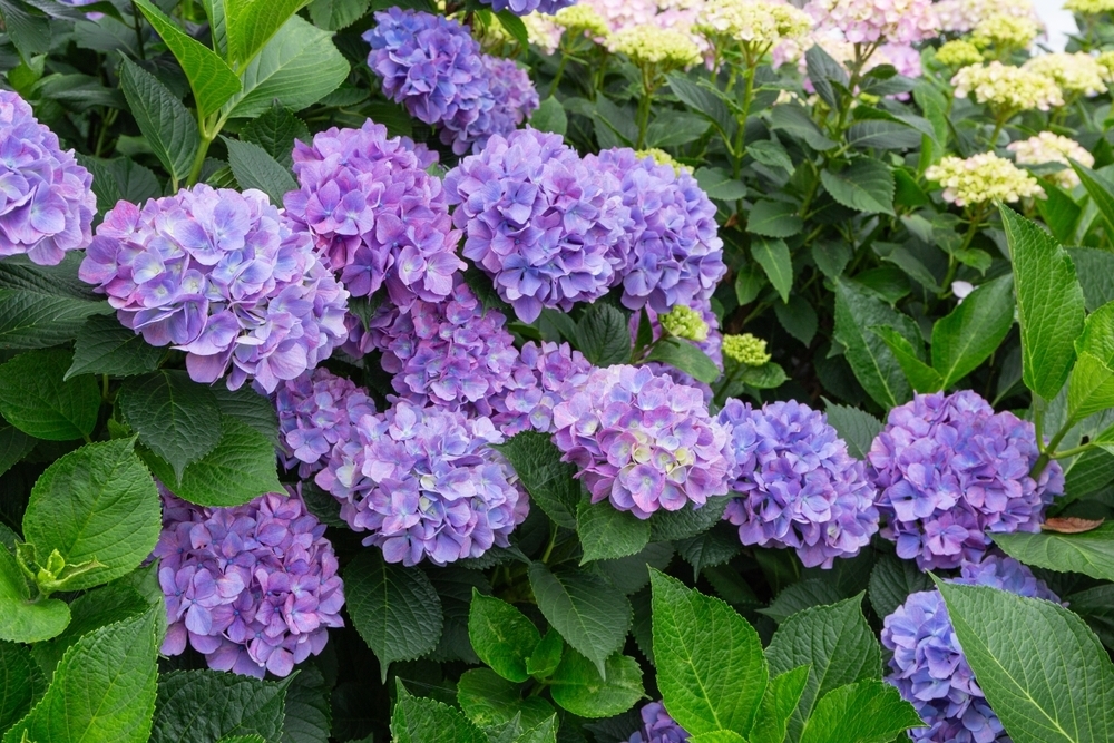 How to prune hydrangeas Triple Tree Nurseryland