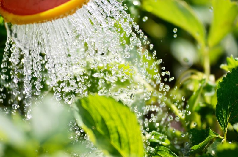 How to Use Water Wisely in the Garden