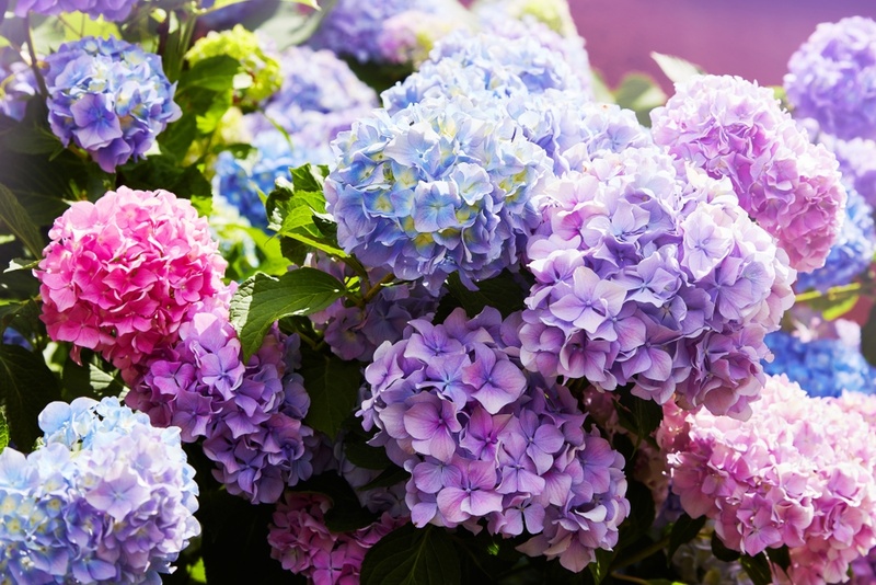 Landscaping With Hydrangeas