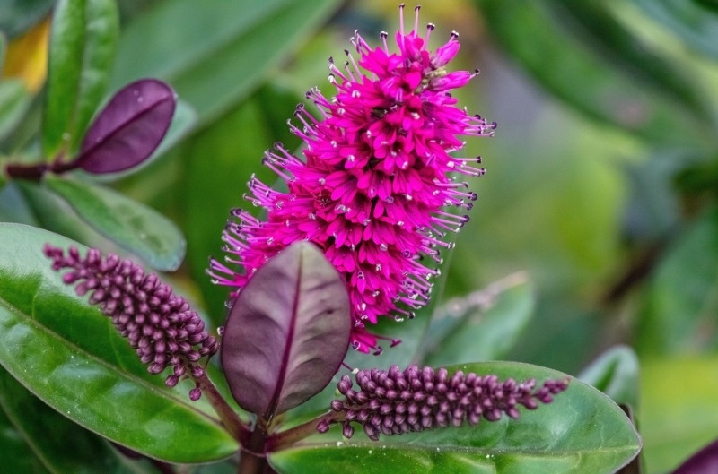 Low Maintenance Evergreen Plants - Triple Tree Nurseryland