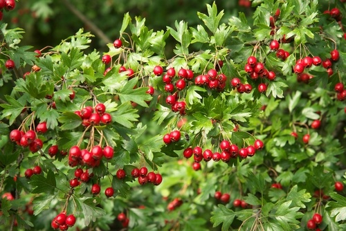 Plant Native Hedges to Encourage Wildlife