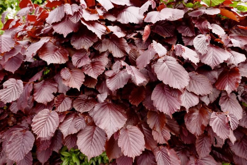 Planting a Deciduous Hedge