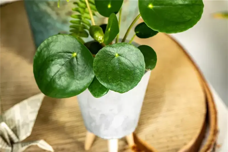 Recognize and prevent pests on indoor plants